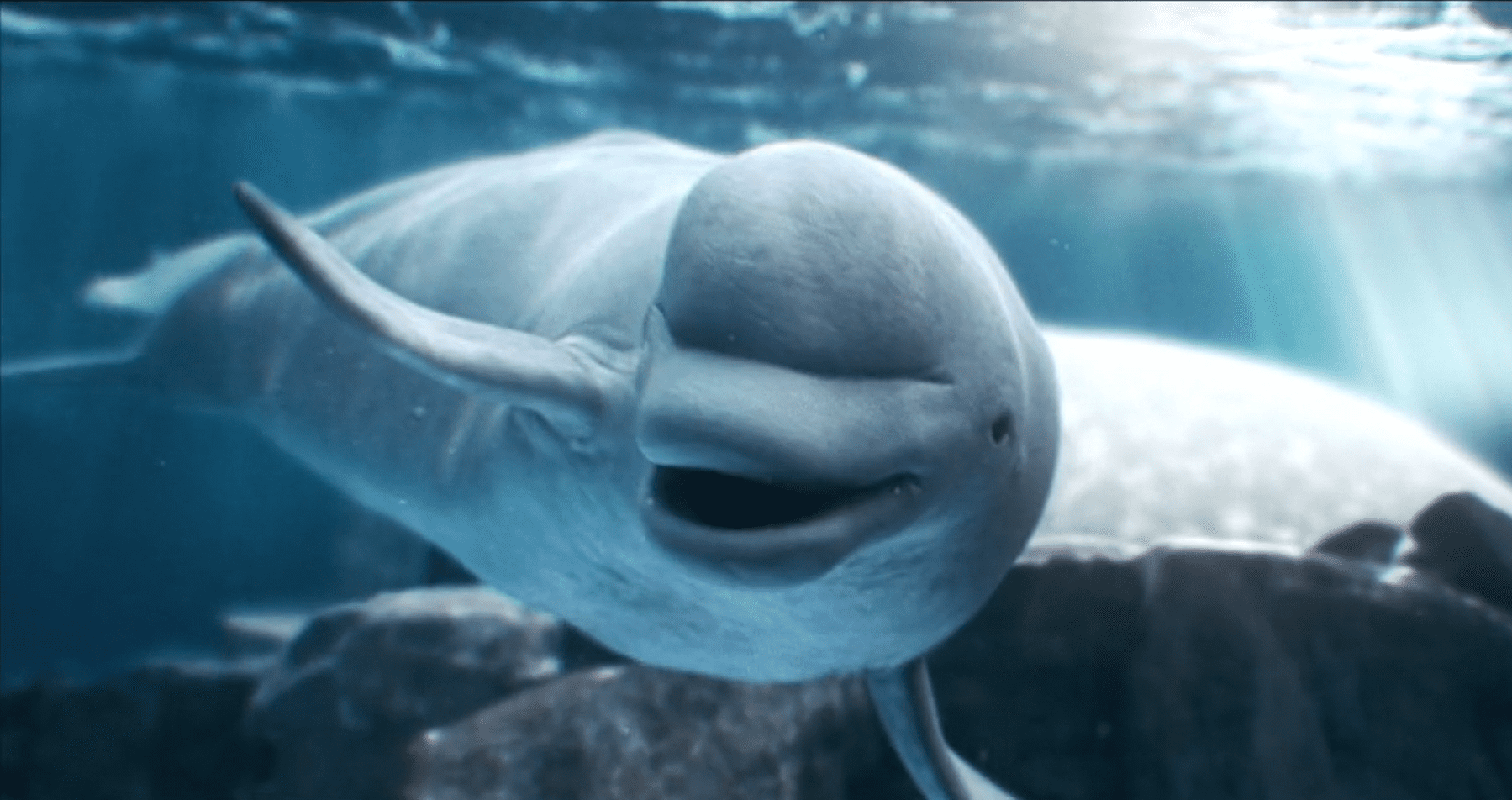 CG & ANIMATION CHARACTERS – REEL